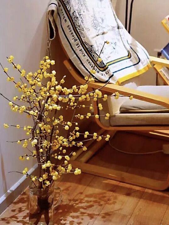 傲寒而开意境高雅飘香中国腊梅花