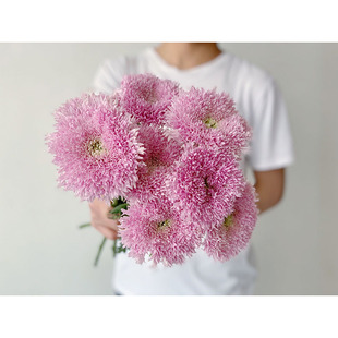 流行新品可爱少女泰迪菊花鲜花束面包菊毛茸茸萌萌哒怦然心动的花