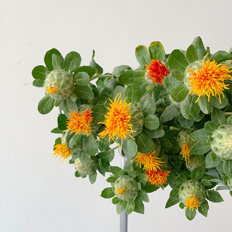 季节性特殊花材橙菠萝鲜花菠萝菊花期长易养护绝世小可爱可做干花