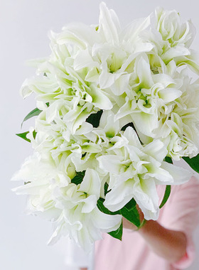 白绿相间独特白色白雪公主重瓣百合鲜花云南直发插花水养顺丰空运