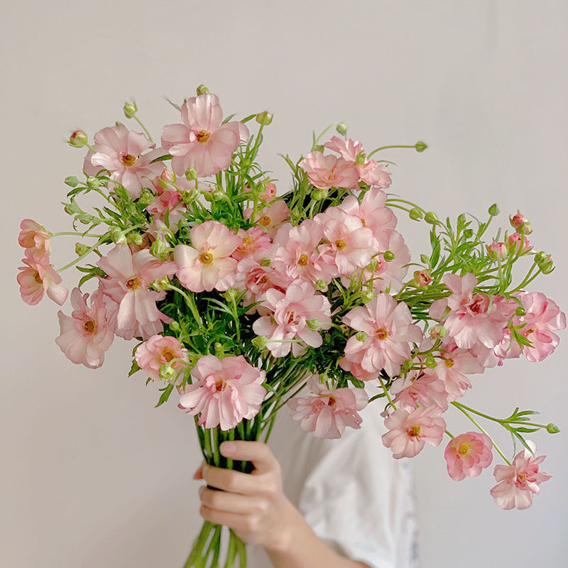 会变色的花粉色蝴蝶洋牡丹鲜花