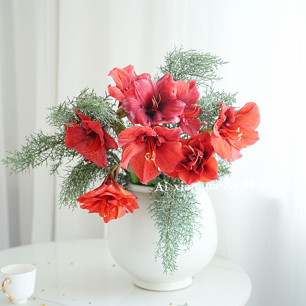 红色朱顶红鲜花家居插花水养云南