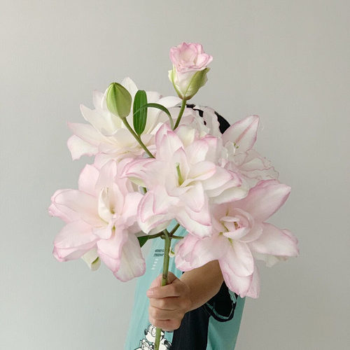 百合界香奈儿水养绝顶品质