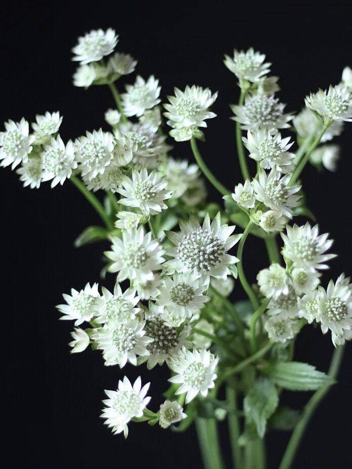 可爱又高级伞形花瓣进口白色星芹鲜花云南昆明直发插花水养花期长,鲜花速递/花卉仿真/绿植园艺,花材,淘宝优惠券,粉丝福利购,淘宝优惠卷