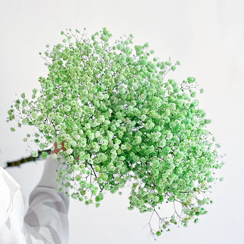 浅绿色满天星鲜花新鲜真花云南昆明斗南直发节日送人可做干花顺丰