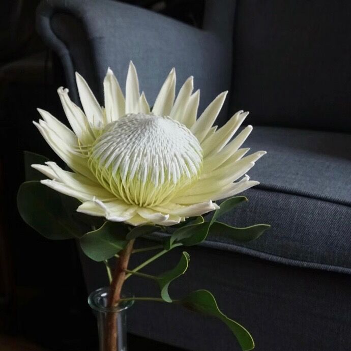 开花大气花中帝王可做干花图片