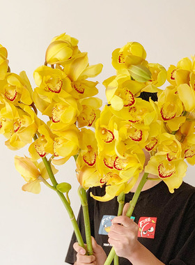 王炸黄色大花蕙兰鲜花云南直发年宵花人间富贵花家居插花水养送花