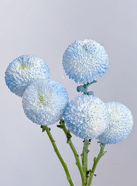 稀有唯一碎冰蓝乒乓菊