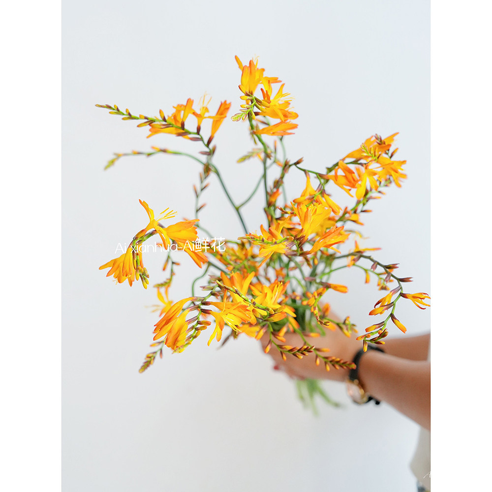 自然界的"小烟花"小众橙色火焰兰鲜花插花水养耐养花期长花束艺