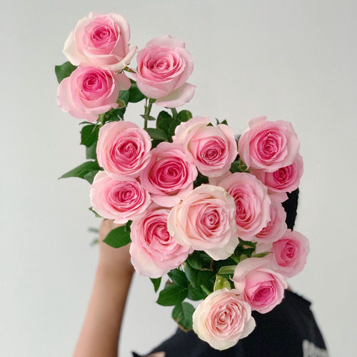 【粉嫩少女心玫瑰】桃红雪山大花头玫瑰鲜花花束七夕办公家用水养