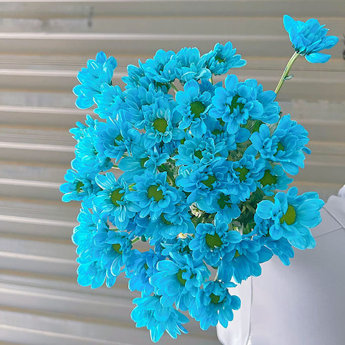 今年新品稀有色系天蓝色雏菊鲜花