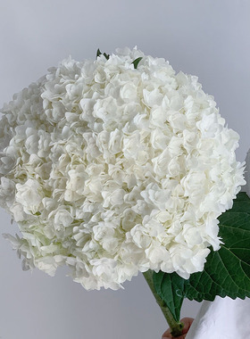 不是一般的小绣球清新自然白色重瓣绣球鲜花花瓣紧致唯美花期长