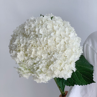 不是一般的小绣球清新自然白色重瓣绣球鲜花花瓣紧致唯美花期长