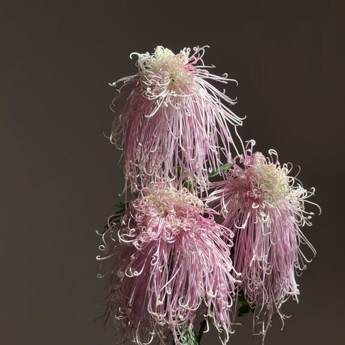 国风盘龙卓越粉色菊鲜花家居插花