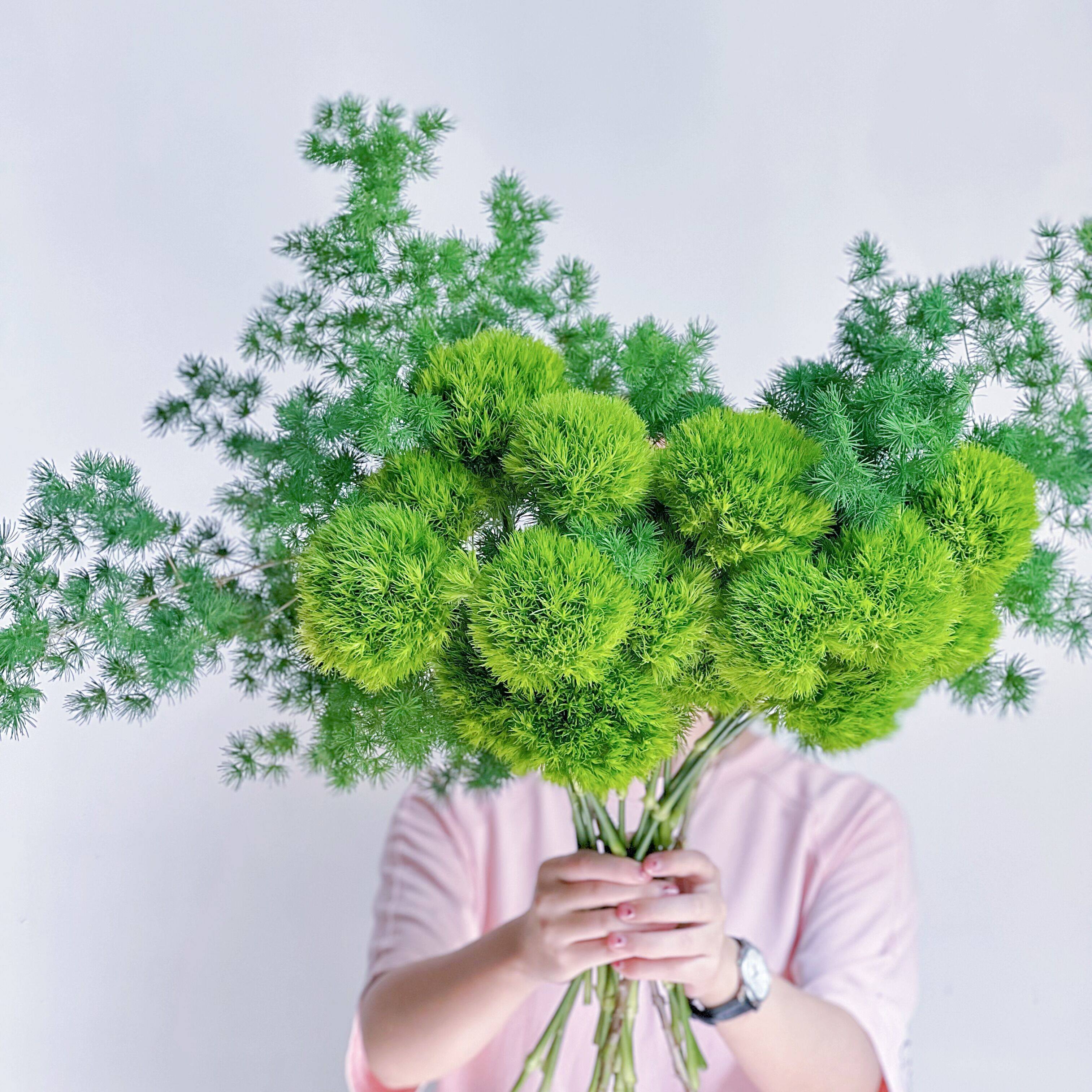 森林奇境鲜花组合绿石竹绿毛球蓬莱松鲜花清新可爱纯洁云南顺丰