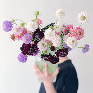 出口品质高贵松虫草蓝盆花鲜花气质线条型点缀高端配花顺丰空运