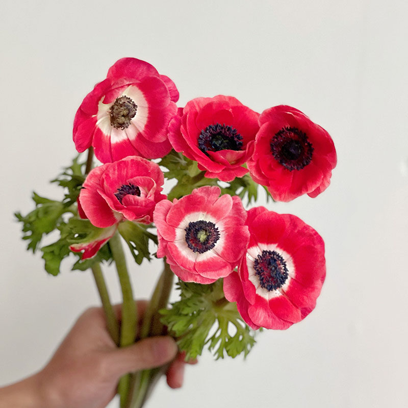 热烈红火红色小花银莲花鲜花家居