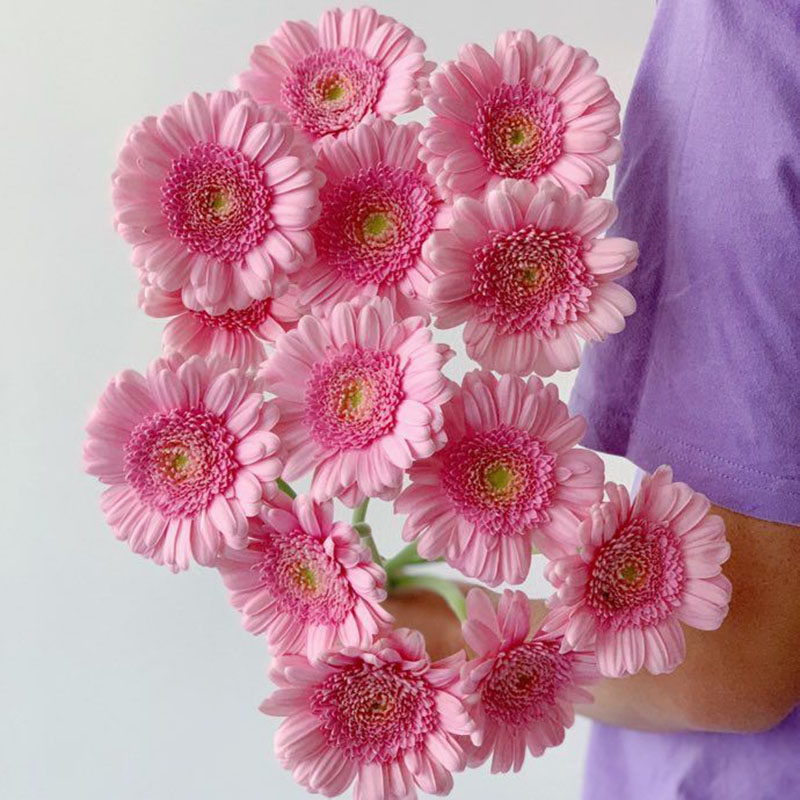 稀有限量款扶郎花抓紧体验