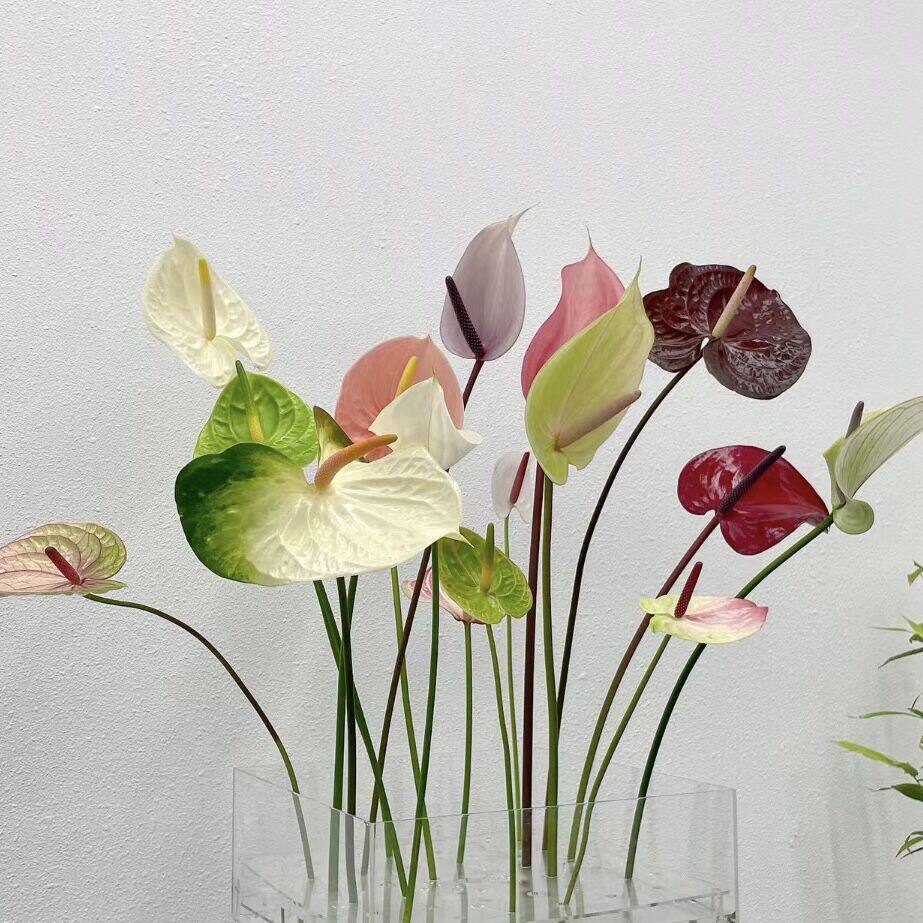 自带高级光泽感进口彩掌鲜花