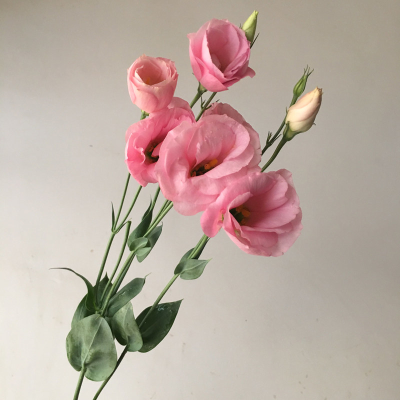 【粉粉少女心】粉色送插花洋桔梗