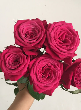 【稀有品种】香格里拉玫瑰鲜花 桃红色渐变色玫瑰鲜花18枝/扎