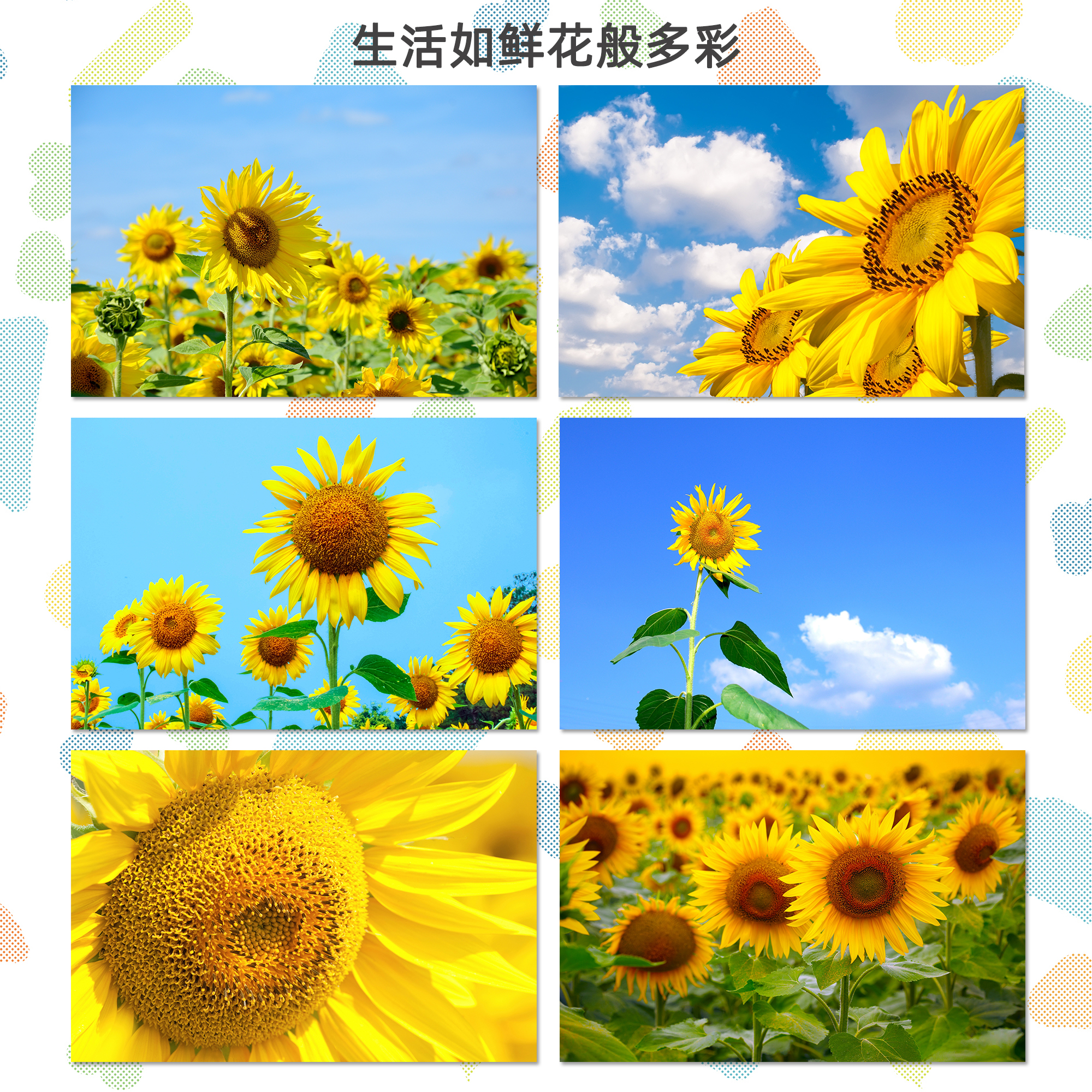 向日葵向阳花明信片贺卡