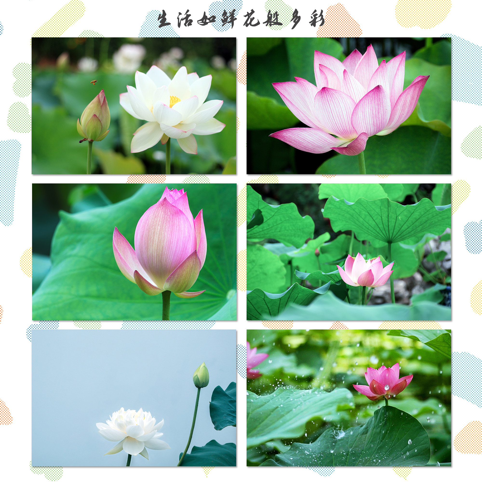 莲花明信片观赏植物小清新荷花名花贺卡礼物小卡留言纸装饰墙贴,文具电教/文化用品/商务用品,贺卡/明信片,淘宝优惠券,粉丝福利购,淘宝优惠卷