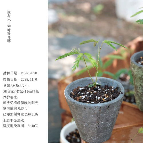 密叶猴耳环室内绿植常青软装