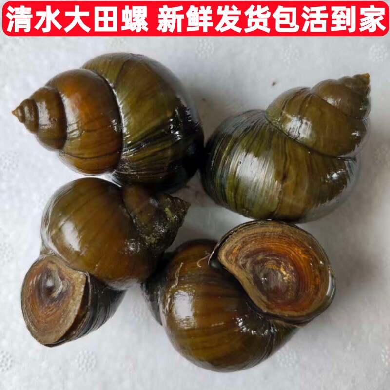 湖北清水大田螺鲜活新鲜脆螺中华田园螺肉超大号螺丝活体淡水大螺