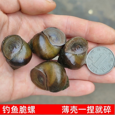 脆螺钓鱼螺钓青鱼脆螺鲜活田螺活体螺蛳青鱼饵黑鲩乌青打窝石螺