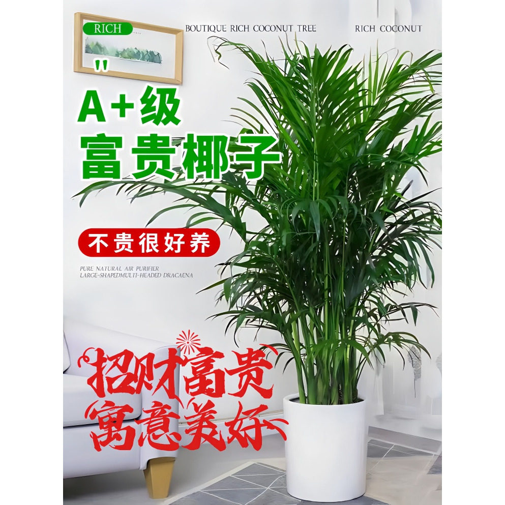 富贵椰子盆栽大型绿植散尾葵植物客厅办公室四季常青大号客厅盆景