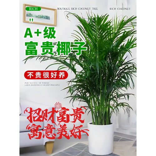 富贵椰子盆栽大型绿植散尾葵植物客厅办公室四季常青大号客厅盆景