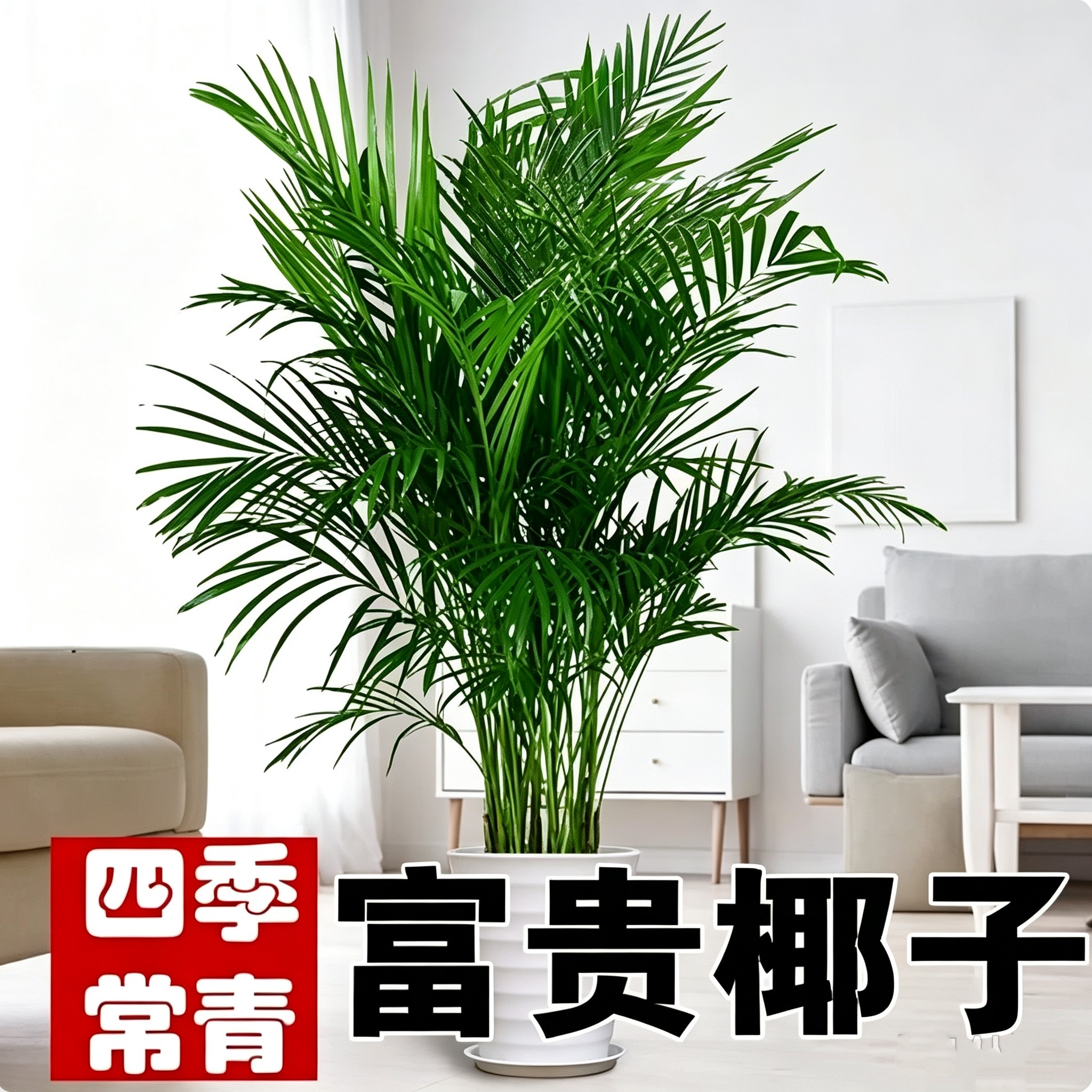 好养富贵椰子树室内大型绿植盆栽景客厅散尾葵净化空气天然加湿器