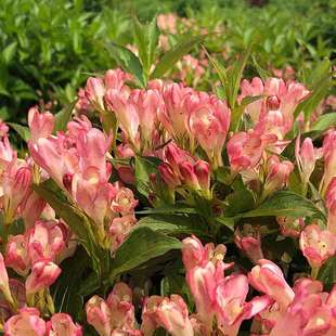 迷你锦带花树苗盆栽阳台露天耐寒花灌木粉桃子红宝石春夏开花