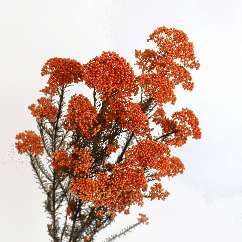 永生米花 干花原色天然真花ins家居插花装饰清新软装云南枝知花卉