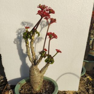 佛肚海棠块根植株珊瑚油桐多肉瓶子树四季开花阳台庭院盆栽花卉