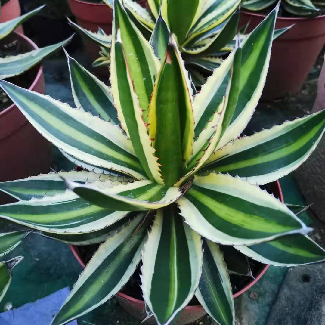 多肉植物 五色万代 格萁天兰 龙舌兰 盆栽 庭院 观赏植物 防辐射