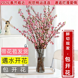 桃花鲜枝带花苞水培植物鲜切现发桃花枝室内遇水开花绿植花卉装饰