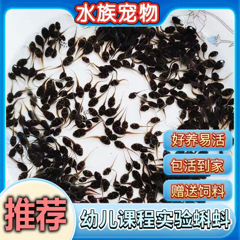 小蝌蚪水族宠物儿童观赏宠物