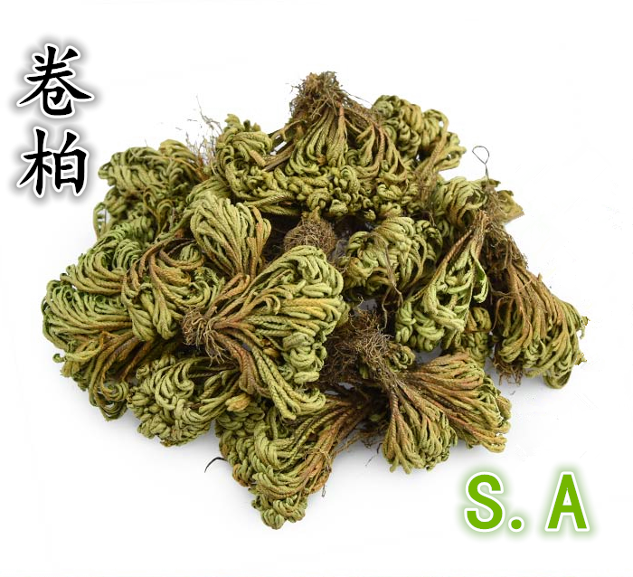 卷柏 九死还魂草一把抓 老虎爪 长生草 万年松50g