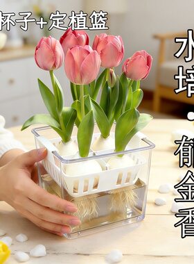 水培郁金香花盆含定植篮不伤根