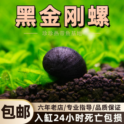 观赏螺黑金刚螺彩蛋螺草缸除藻螺