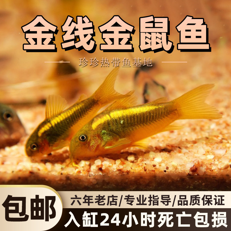 金线金鼠鱼金苔鼠清洁工具鱼清道夫观赏鱼底栖鱼活体鱼缸除藻鱼