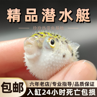 潜水艇观赏鱼河豚鱼狗头鱼好养巧克力娃娃小型热带淡水宠物活体鱼