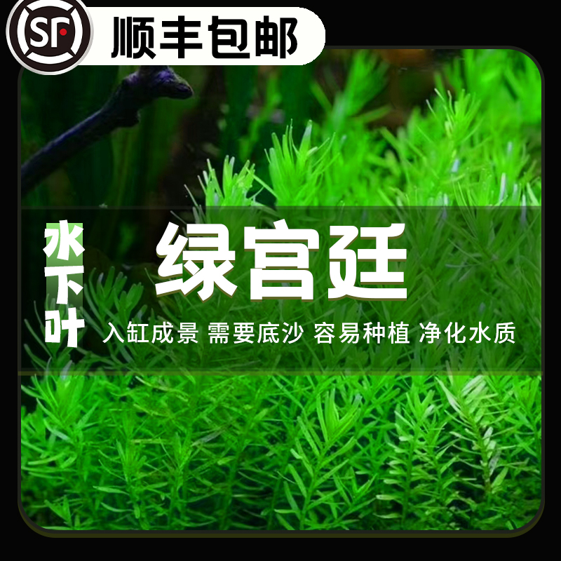 绿宫廷鱼缸造景增氧水下叶