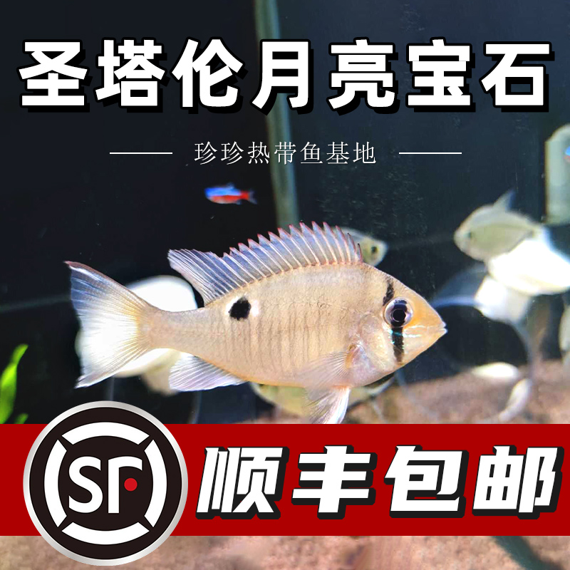 圣塔伦月亮宝石黄腹热带鱼观赏鱼南美慈鲷温顺易养原生食土鲷活体