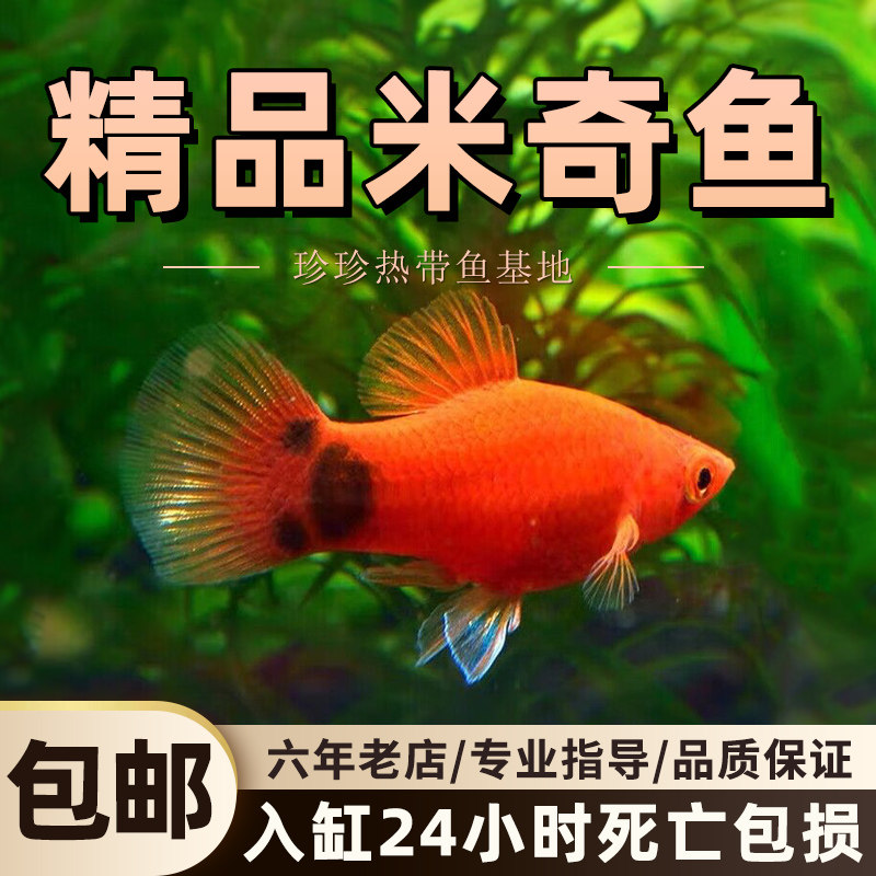 米奇鱼玛丽鱼皮球玛丽胎生鱼临产繁殖鱼孔雀鱼活体小型热带淡水鱼