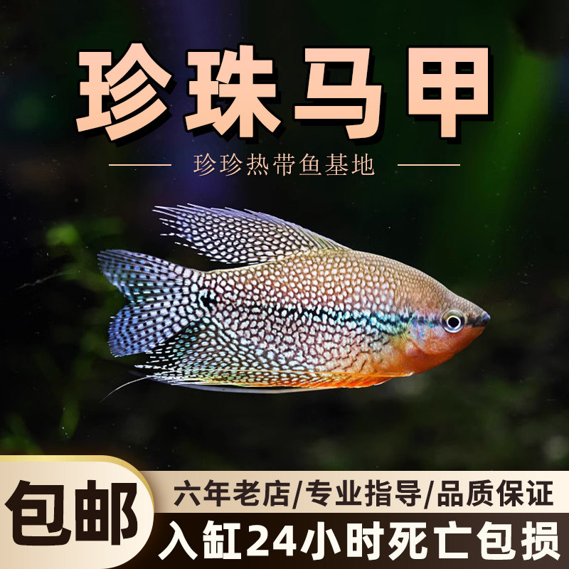 珍珠马甲鱼热带观赏鱼小型草缸群游鱼淡水鱼混养好养耐活宠物鱼