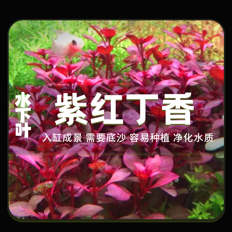 紫红丁香中后景水草易养鱼缸造景