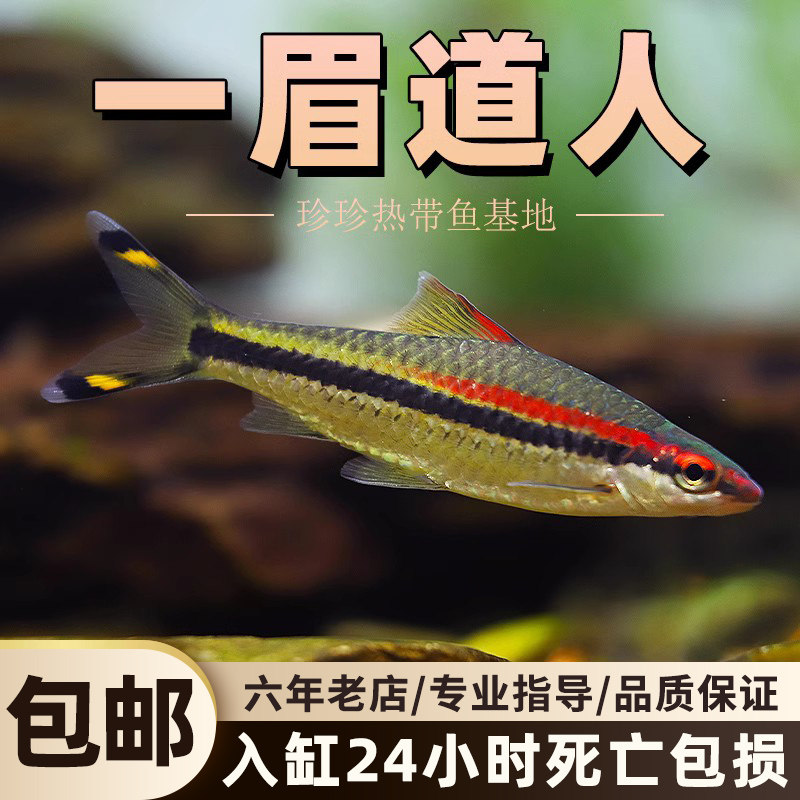 一眉道人鱼黑影道人鱼草缸群游鱼小型鱼活体热带观赏鱼黑尾大勾鱼
